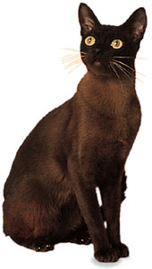 burmese cat
